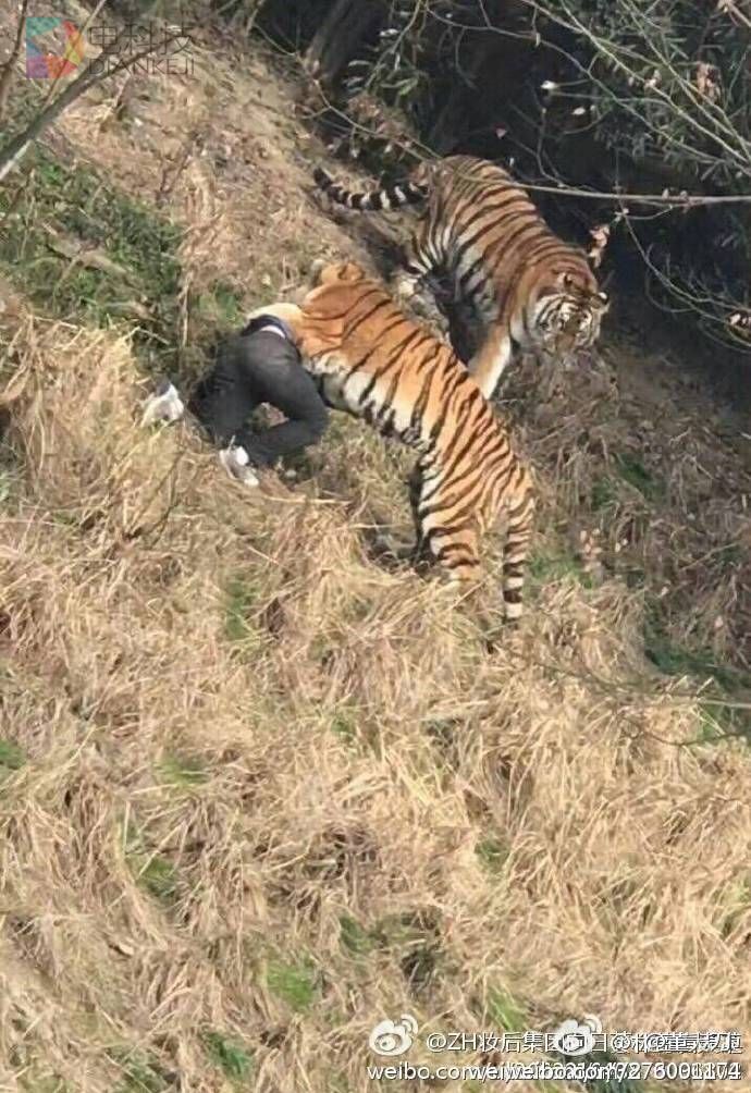 猫咪误入动物园虎园被咬死这是一起非常令人痛心和遗憾的事件。当猫咪误入动物园虎园时，由于老虎是大型猫科动物，具有强大的力量和天生的狩猎本能，猫咪很可能被视为猎物而受到攻击。